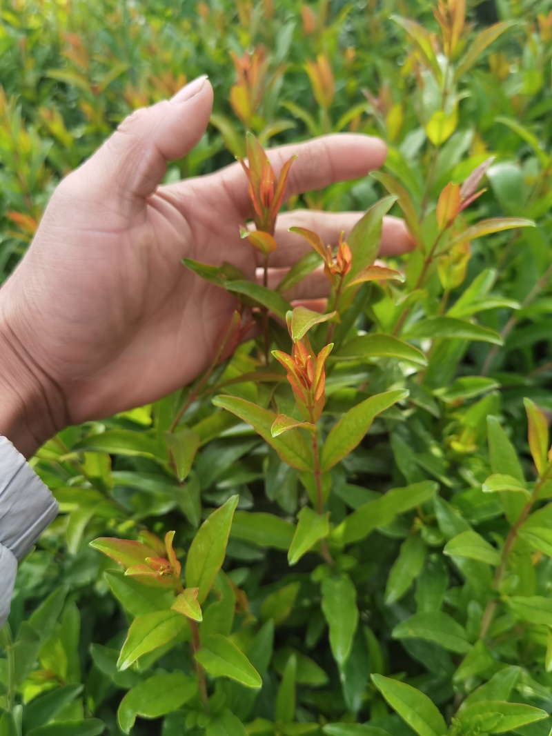 蒙阳红石榴树苗大果纯甜盆栽地栽阳台果树石榴苗庭院种植