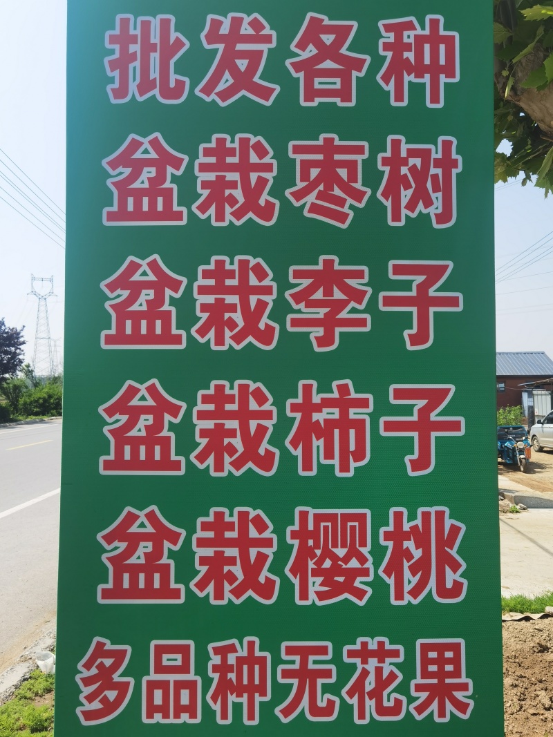 蒙阳红石榴树苗大果纯甜盆栽地栽阳台果树石榴苗庭院种植