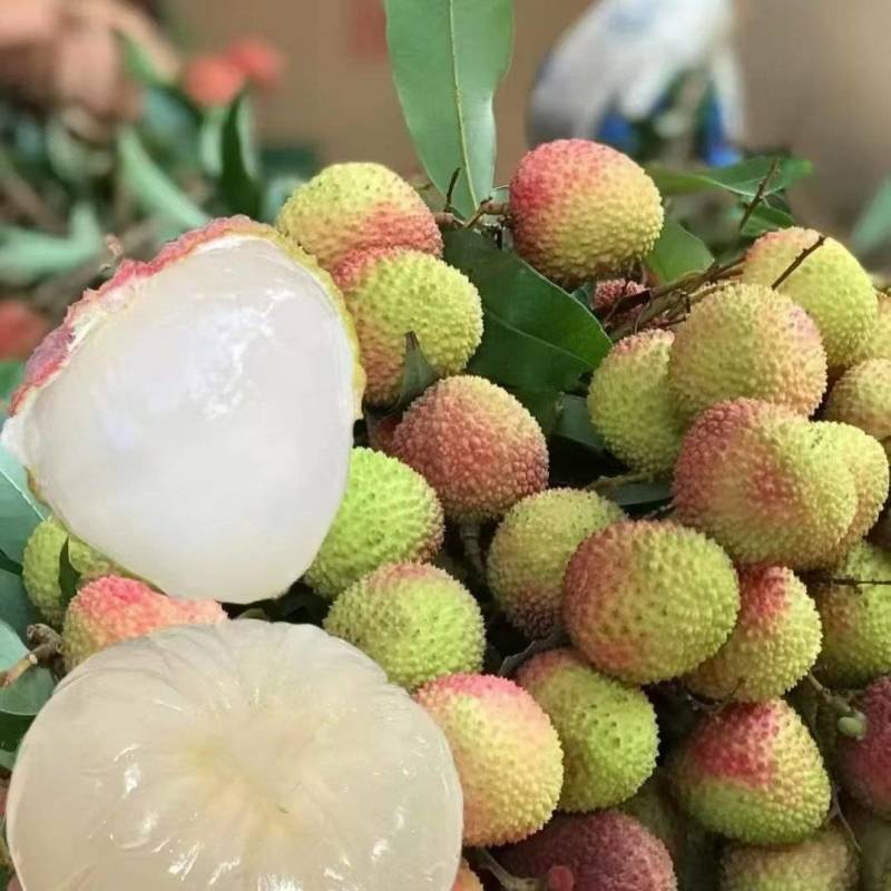 海南妃子笑荔枝基地直发质量保证全国发货对接商超市场
