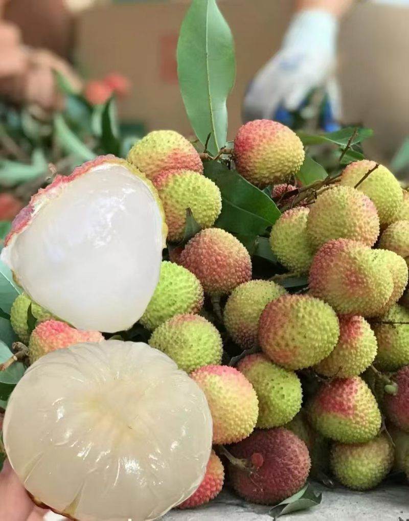 海南妃子笑荔枝基地直发质量保证全国发货对接商超市场