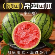 【938吊兰西瓜】陕西小吊瓜/2K西瓜/欢迎来电咨询