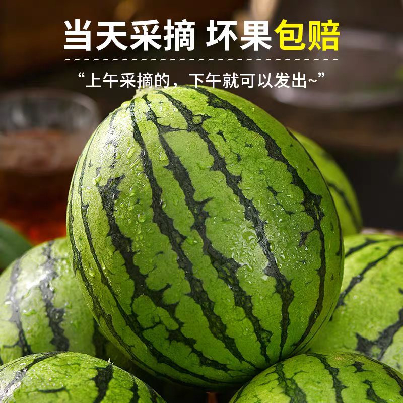 【938吊兰西瓜】陕西小吊瓜/2K西瓜/欢迎来电咨询