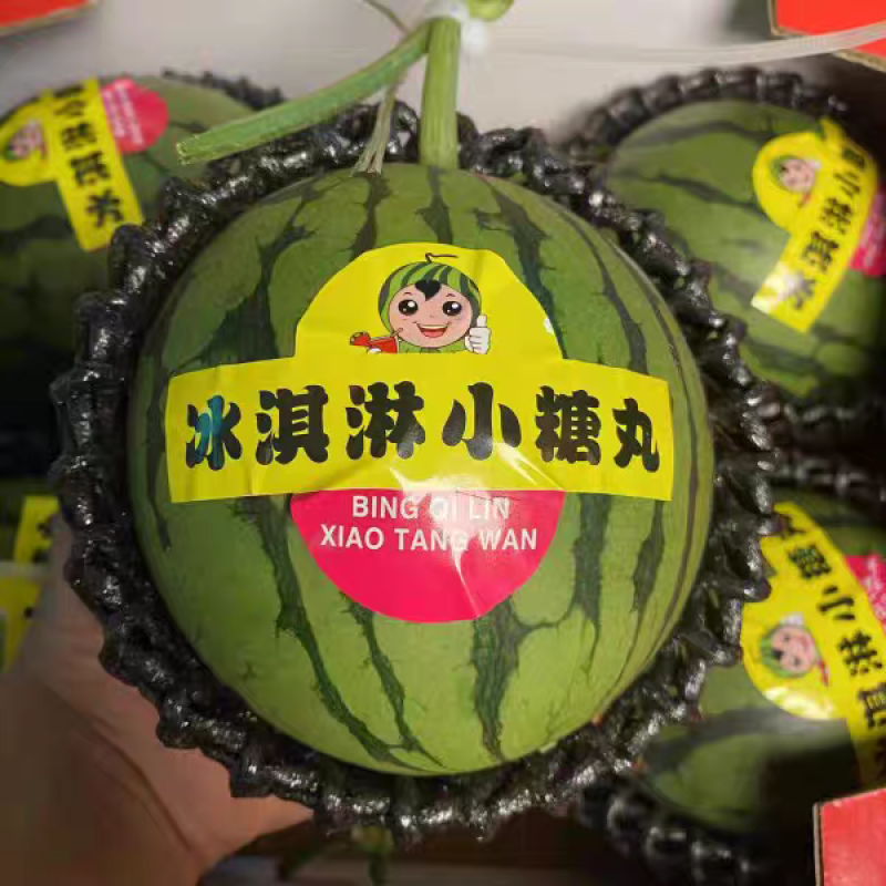 【938吊兰西瓜】陕西小吊瓜/2K西瓜/欢迎来电咨询