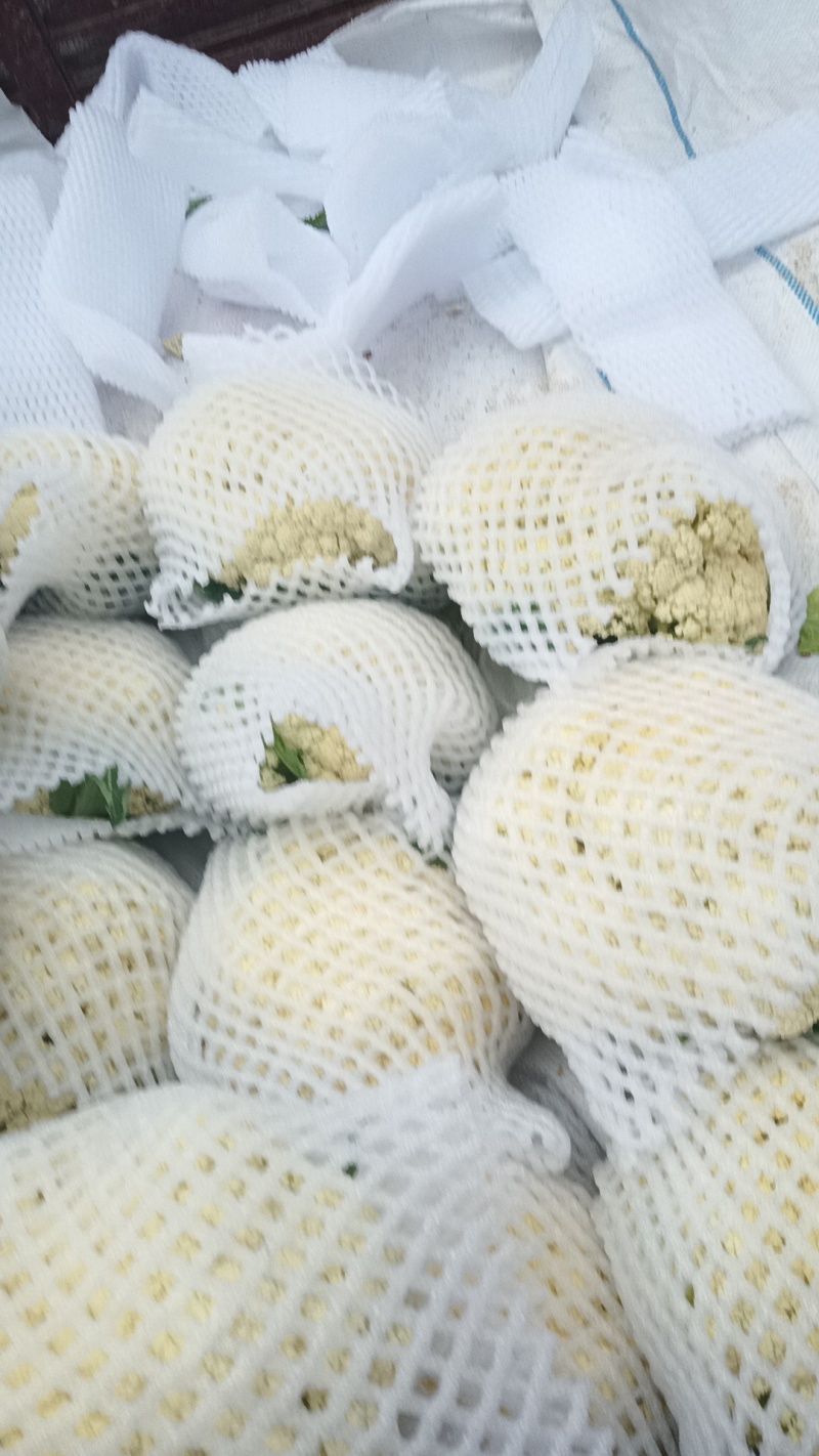 【陕西泾阳】优质松花菜大量上市产地直供代办代收