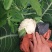 【陕西泾阳】优质松花菜大量上市产地直供代办代收