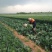 【陕西泾阳】优质松花菜大量上市产地直供代办代收