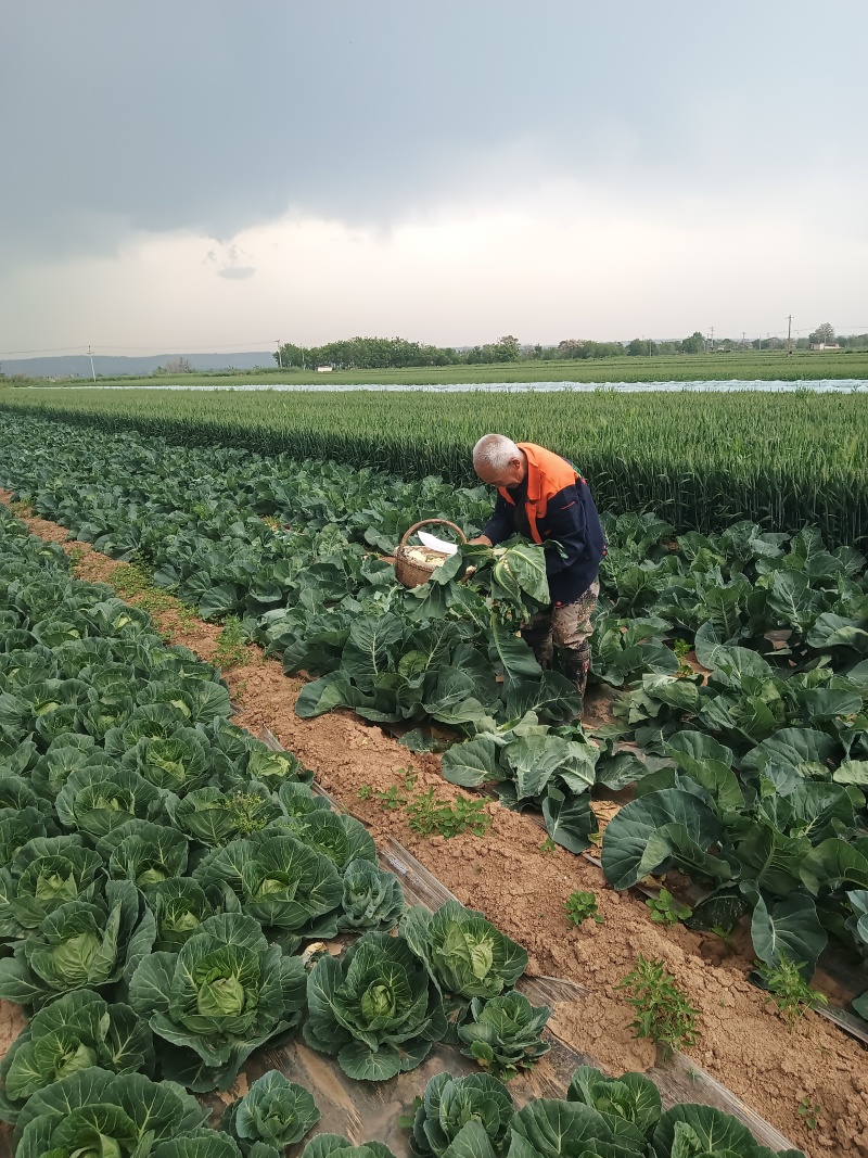 【陕西泾阳】优质松花菜大量上市产地直供代办代收
