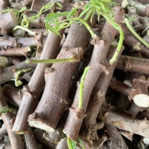白肉木薯苗切段15-17公分长木薯杆批发