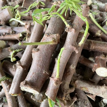 白肉木薯苗切段15-17公分长木薯杆批发