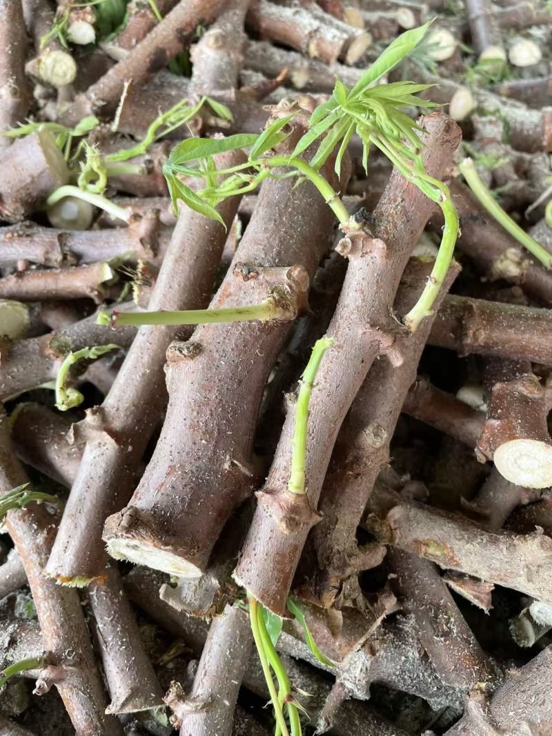 白肉木薯苗切段15-17公分长木薯杆批发