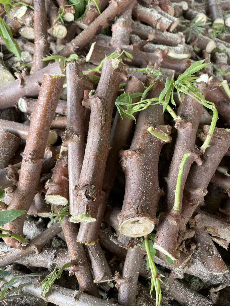 白肉木薯苗切段15-17公分长木薯杆批发