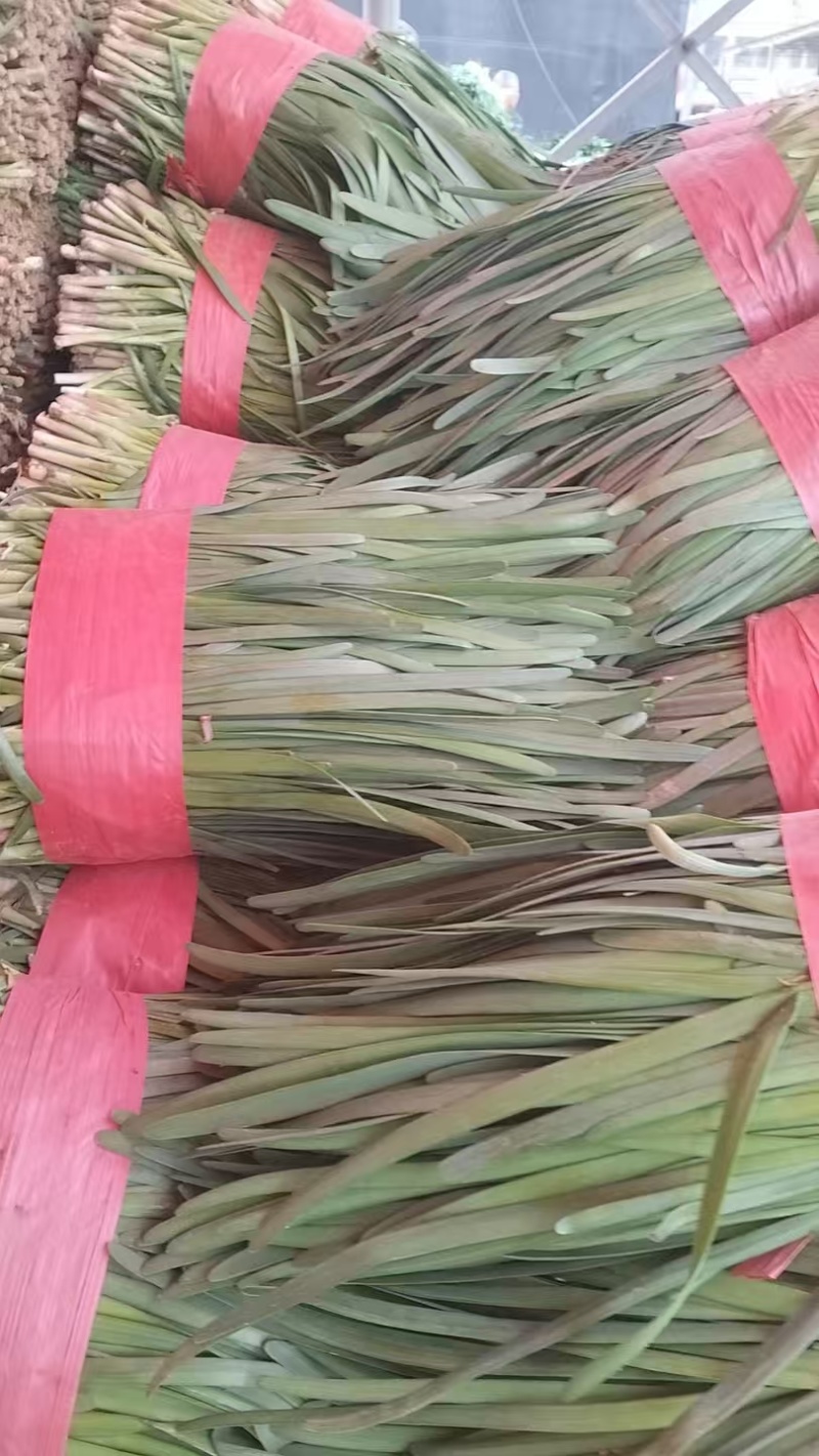 宁夏韭菜大叶韭菜，规格齐全，品质保证，量大从优代发全国
