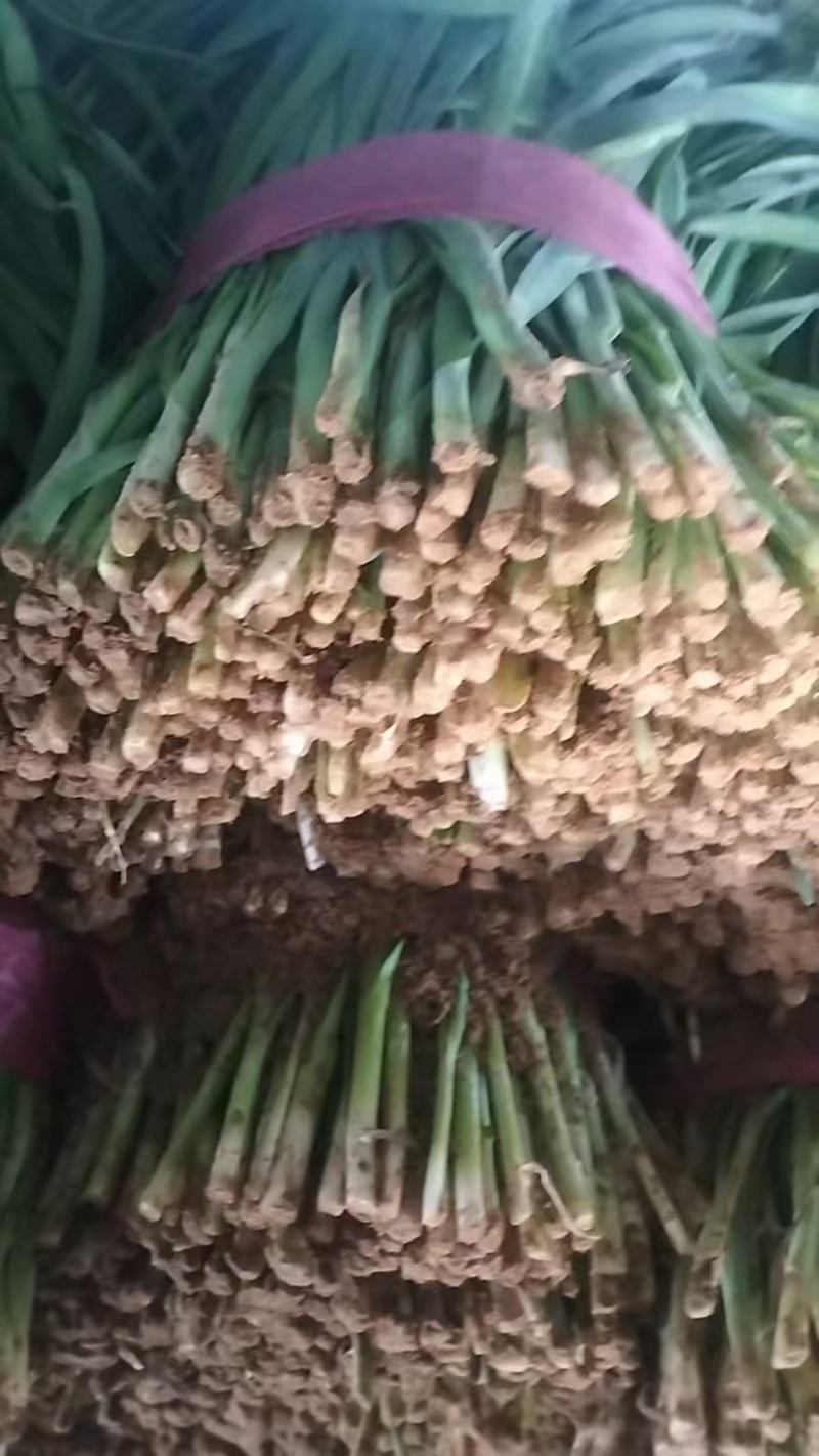 宁夏韭菜大叶韭菜，规格齐全，品质保证，量大从优代发全国