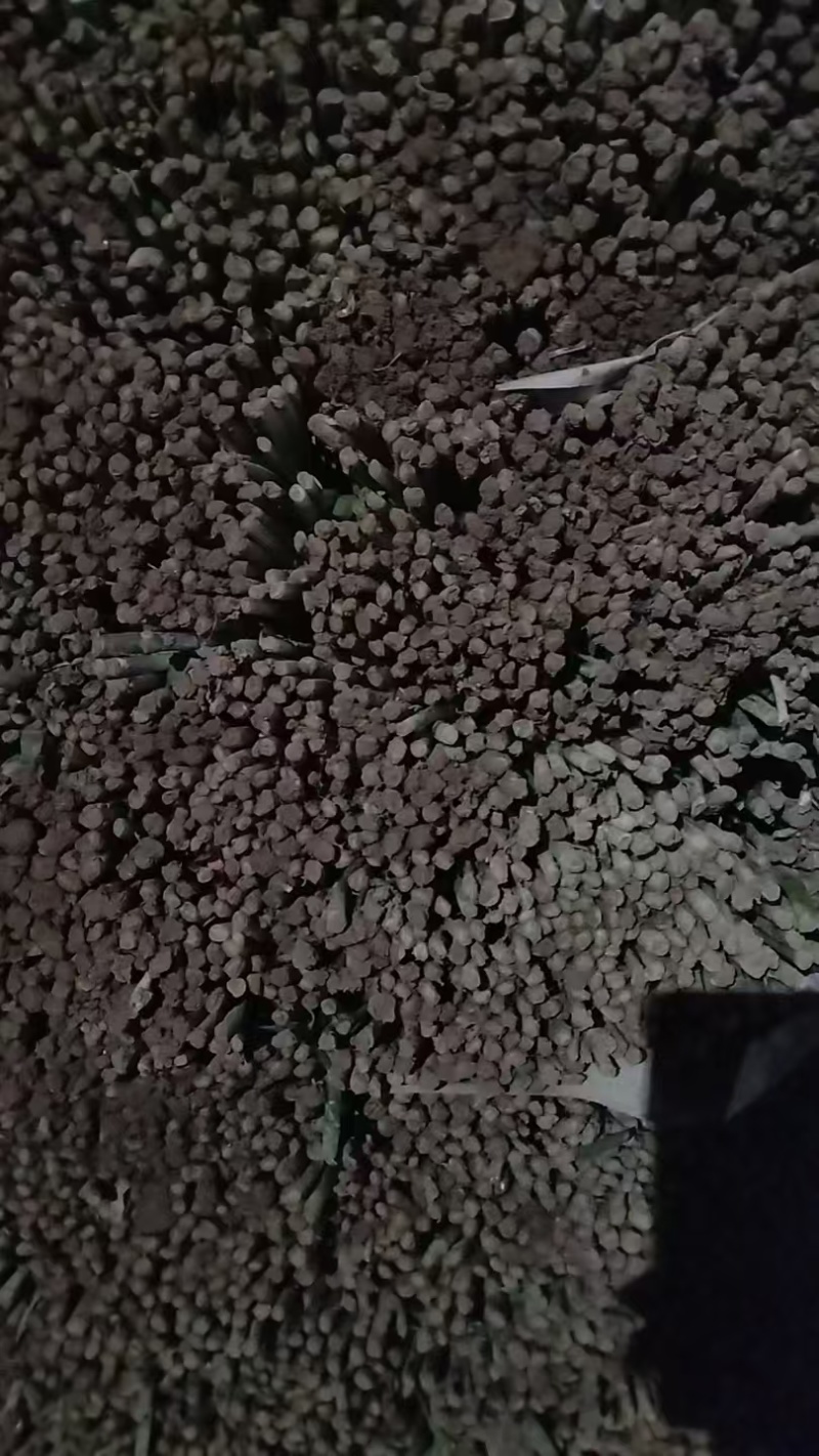 宁夏韭菜大叶韭菜，规格齐全，品质保证，量大从优代发全国