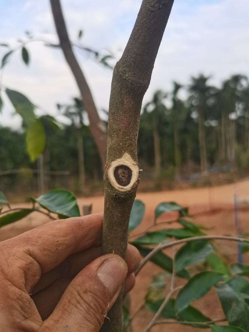沉香苗（贵点不怕！选错后悔7年）
