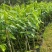 沉香苗（贵点不怕！选错后悔7年）