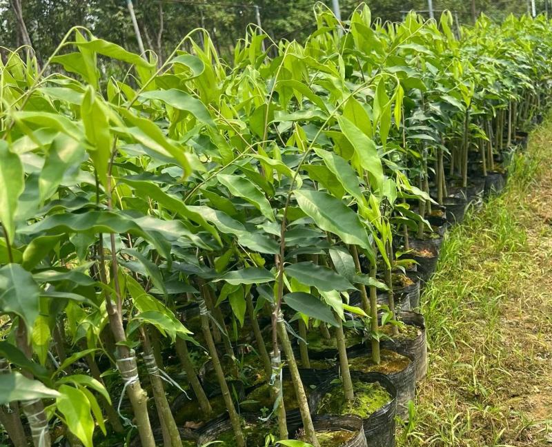 沉香苗（贵点不怕！选错后悔7年）