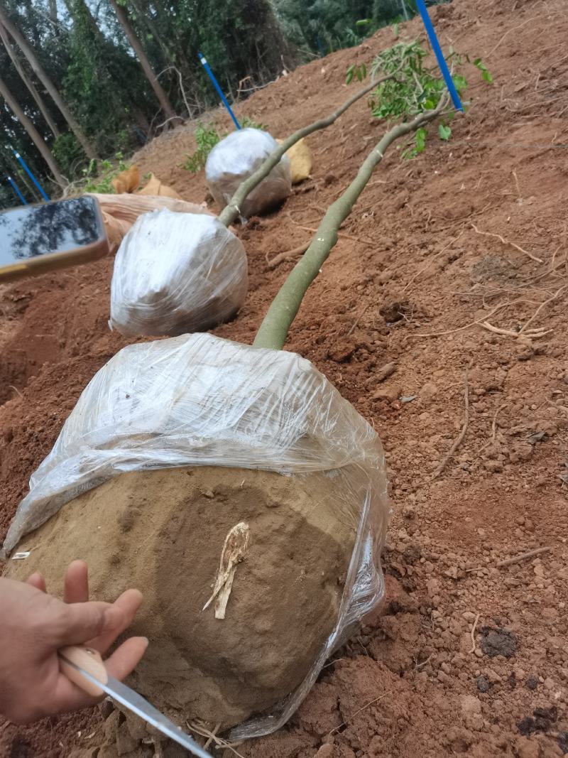 沉香苗（贵点不怕！选错后悔7年）