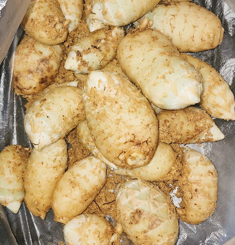 湖南雪峰山乌红鲜天麻，现挖现卖，保证品质。