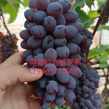 精品茉莉香葡萄