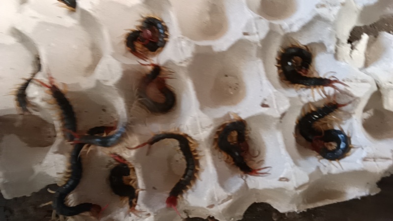 【优选商家】活体蜈蚣干蜈蚣人工挑选品质保证量大从优