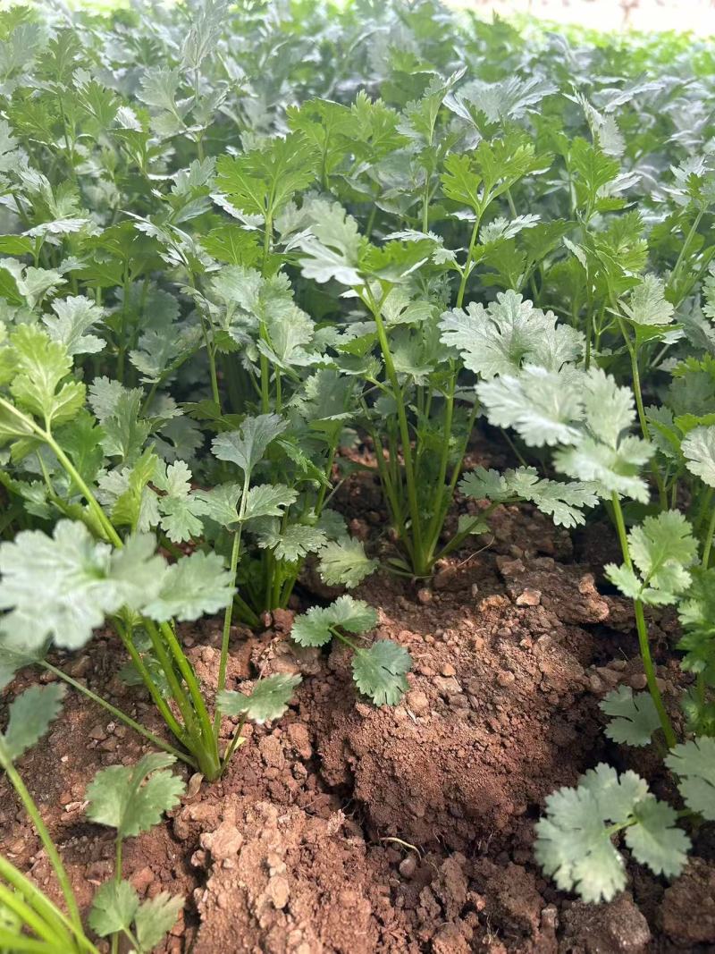 精品香菜产地直发量大从优质量保证欢迎咨询诚信经营