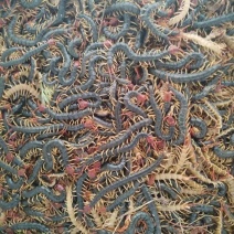 活体蜈蚣