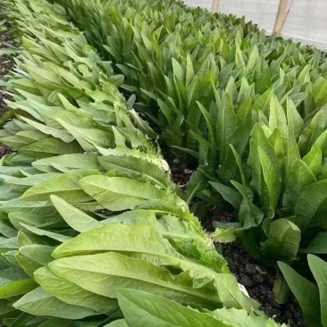 精品油麦菜产地直发货源充足量大从优质量保证欢迎咨询