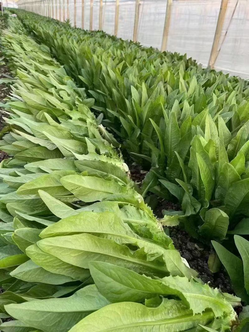精品油麦菜产地直发货源充足量大从优质量保证欢迎咨询