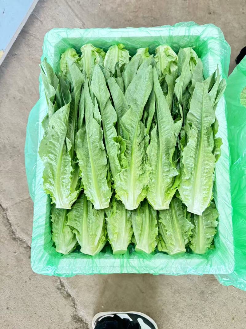 精品油麦菜产地直发货源充足量大从优质量保证欢迎咨询