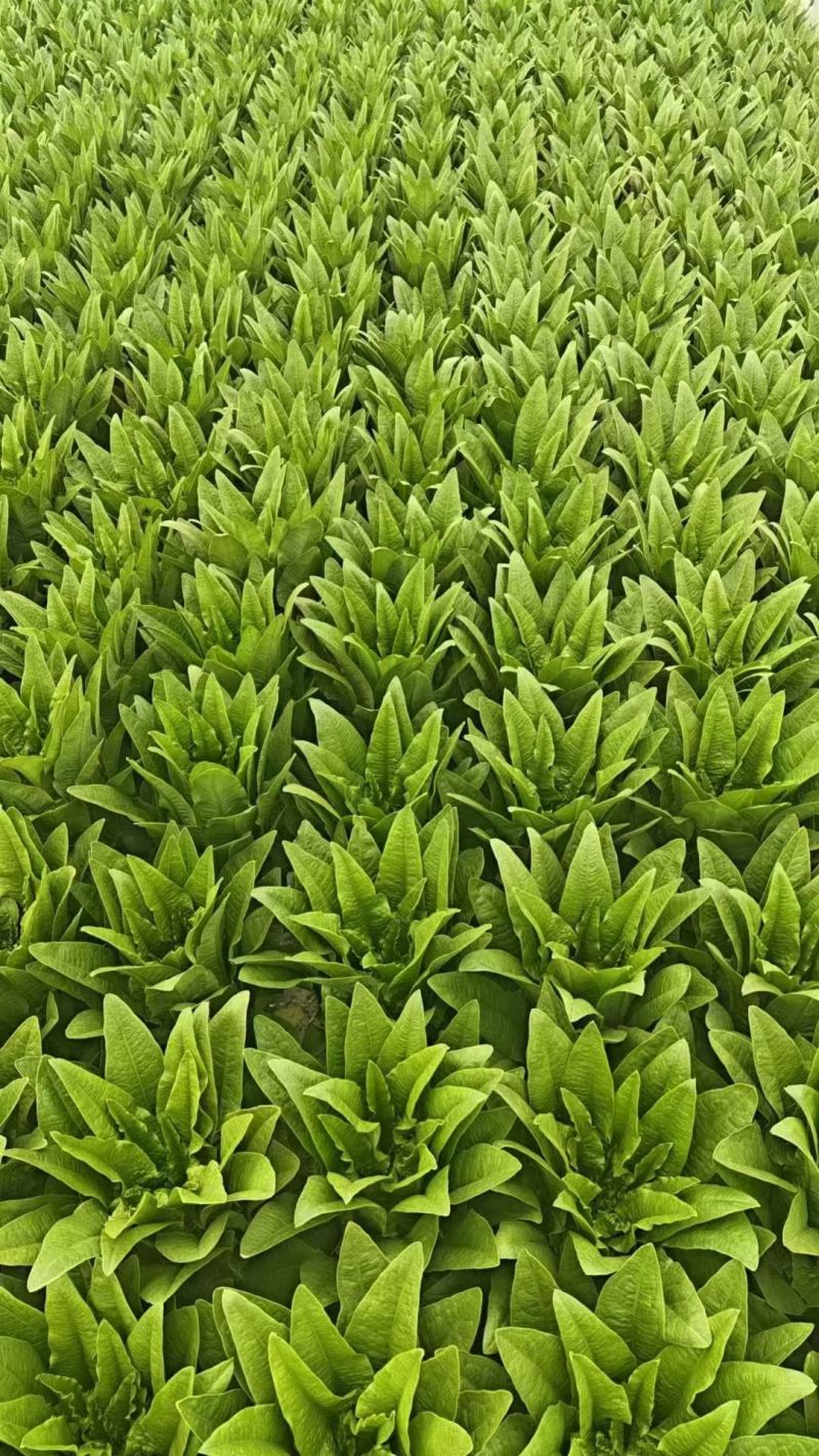 精品油麦菜产地直发货源充足量大从优质量保证欢迎咨询