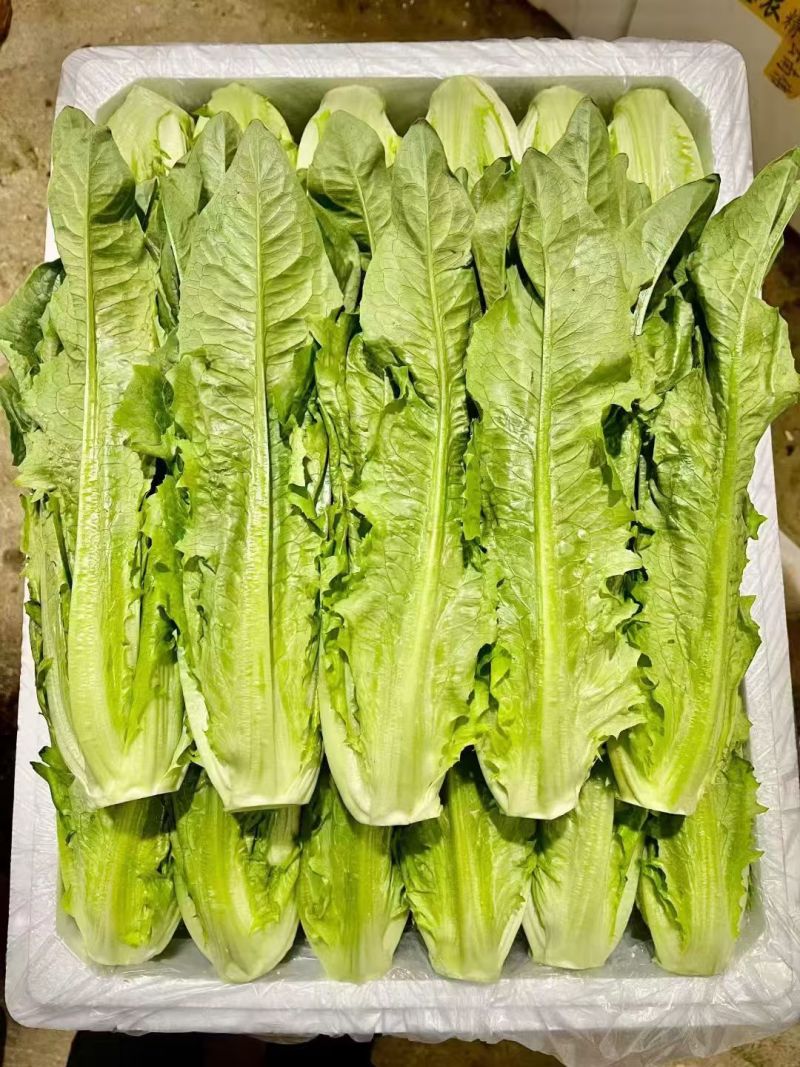 精品油麦菜产地直发货源充足量大从优质量保证欢迎咨询
