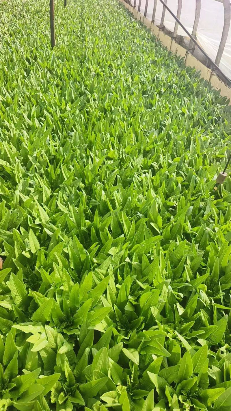 精品油麦菜产地直发货源充足量大从优质量保证欢迎咨询