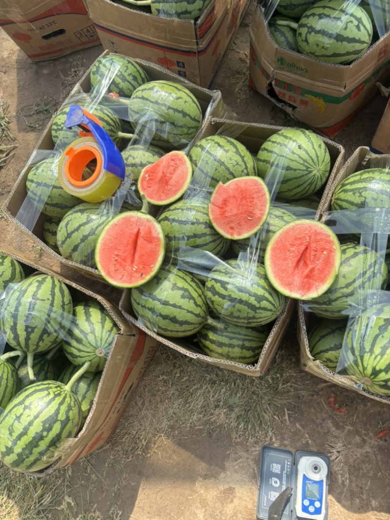 高质量大棚牛奶吊瓜口感好糖度13个左右质量有保证