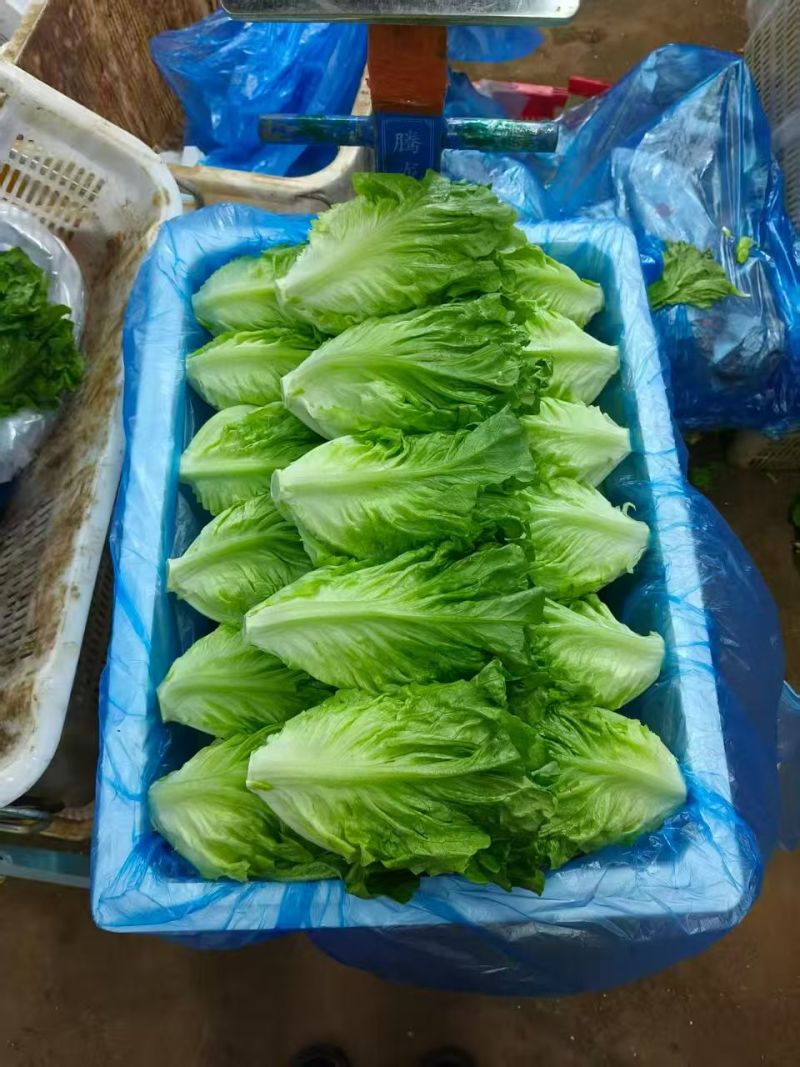 罗马生菜，意大利生菜货源充足量大从优质量保证欢迎咨询