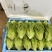 罗马生菜，意大利生菜货源充足量大从优质量保证欢迎咨询