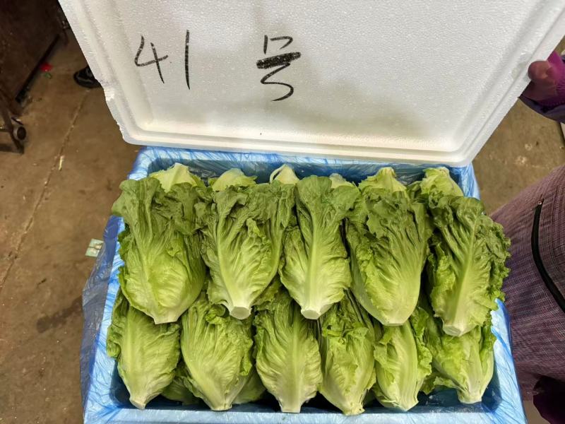 罗马生菜，意大利生菜货源充足量大从优质量保证欢迎咨询