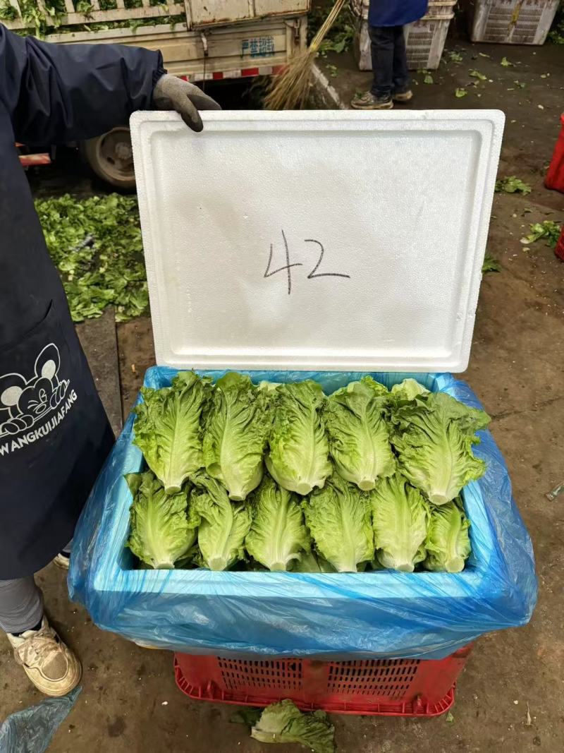 罗马生菜，意大利生菜货源充足量大从优质量保证欢迎咨询
