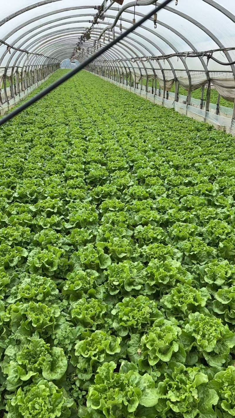 罗马生菜，意大利生菜货源充足量大从优质量保证欢迎咨询