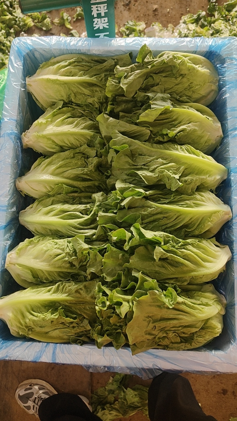 罗马生菜，意大利生菜货源充足量大从优质量保证欢迎咨询