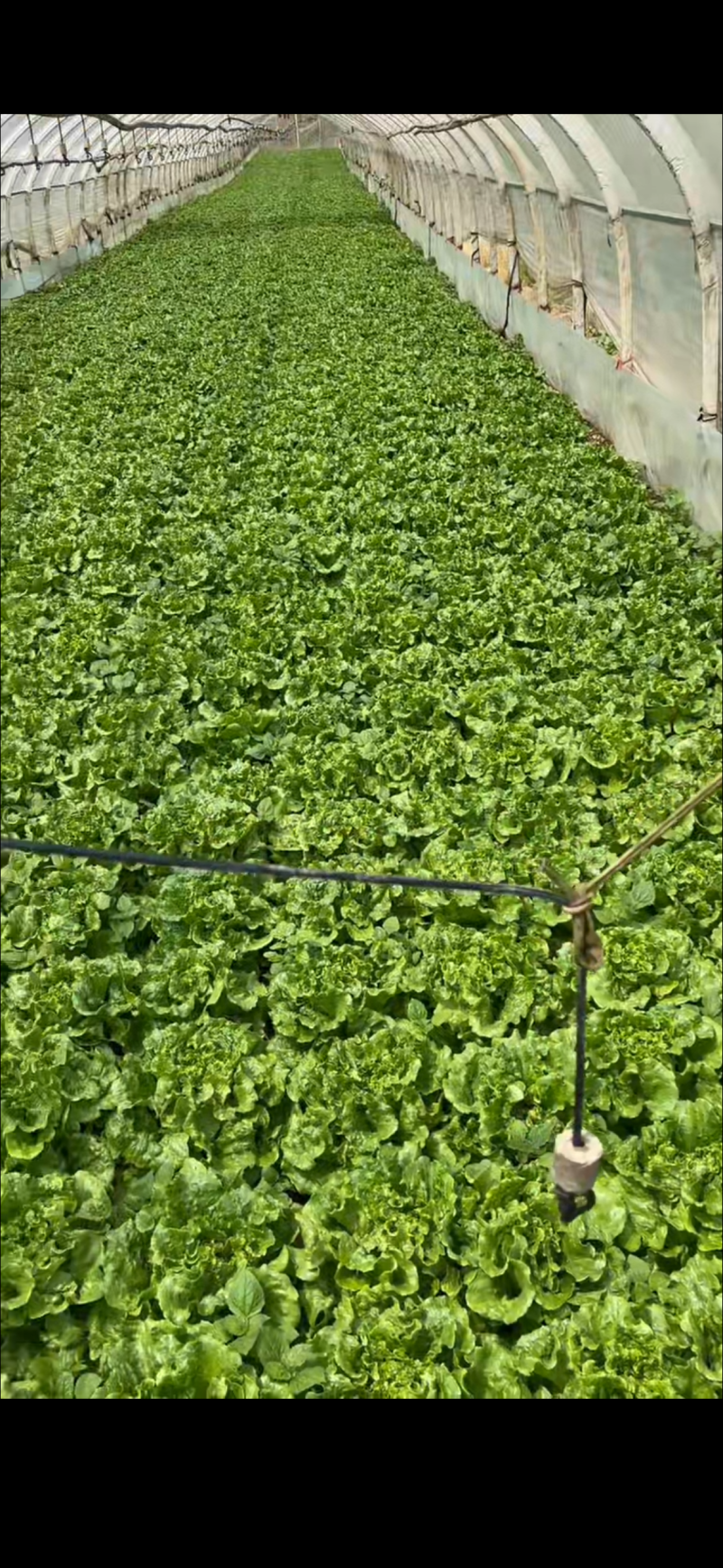 罗马生菜，意大利生菜货源充足量大从优质量保证欢迎咨询