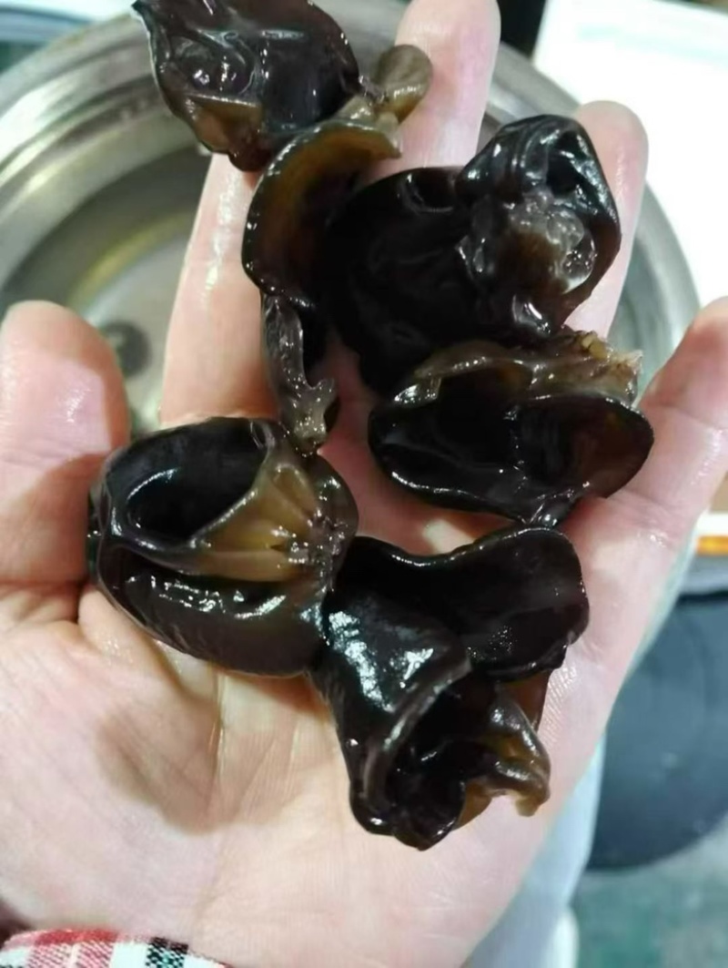 黑木耳可地摊商超餐饮可视频看货现货供应