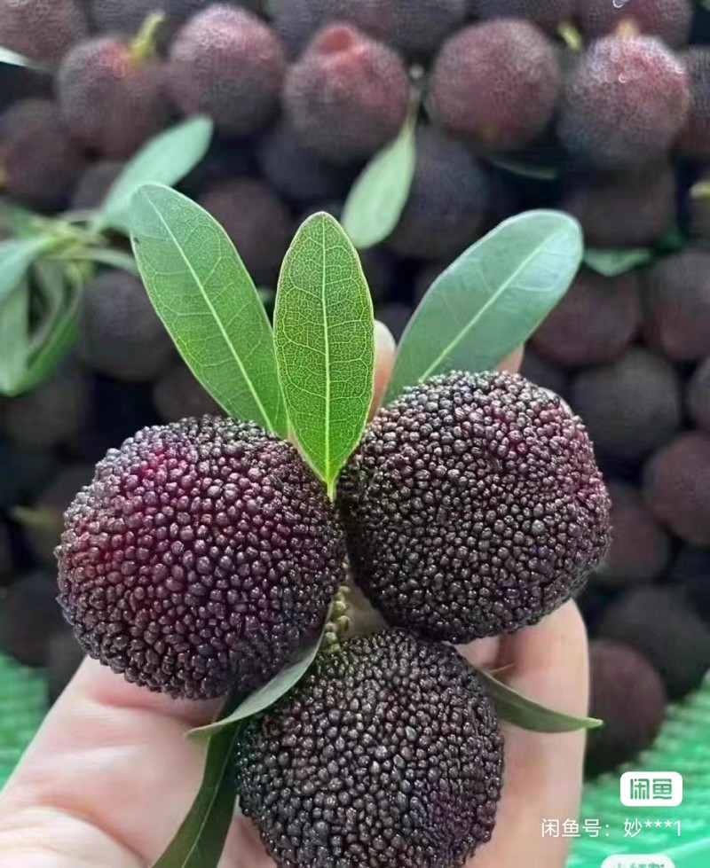 慈城杨梅