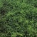 当季新鲜鸡骨草相思茶上市啦基地直销欢迎采购
