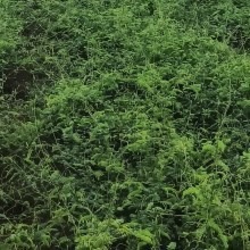 当季新鲜鸡骨草相思茶上市啦基地直销欢迎采购