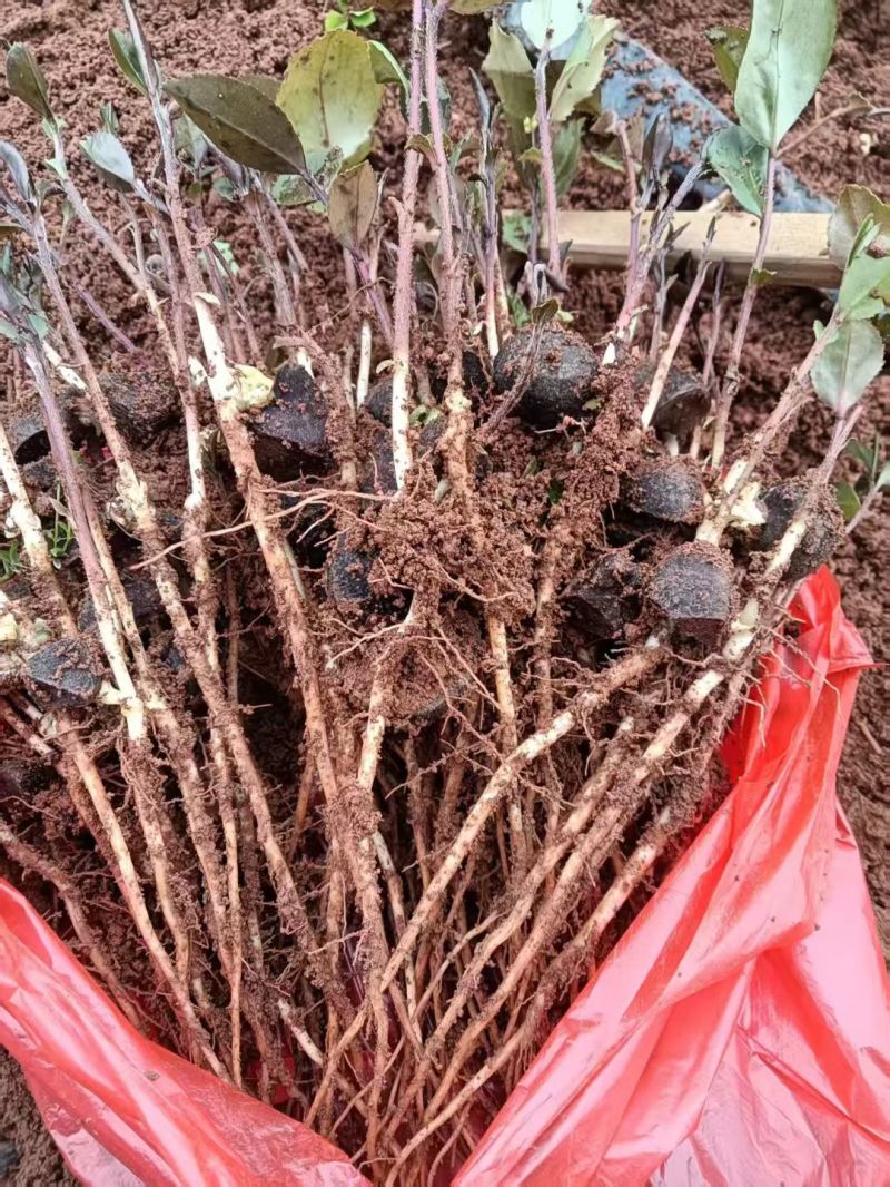油茶苗可以嫁接和实生苗种植