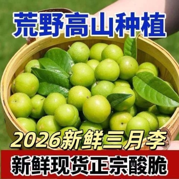 《实力》老树早李，三月李大量上市天天鲜果量大从优