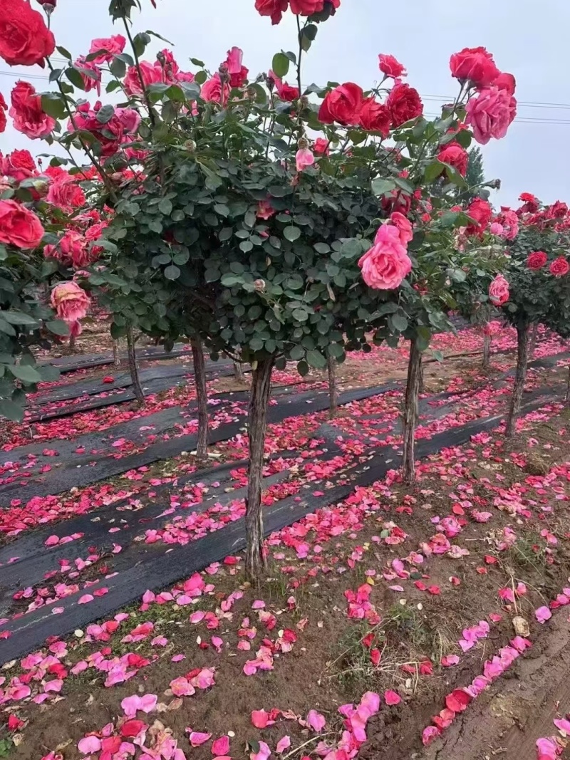 树桩月季，满满花苞含苞待放，花开不断，一树多色四季赏花