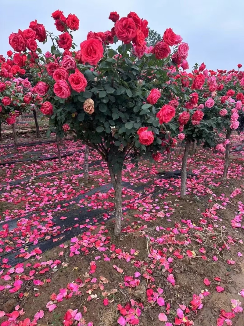 树桩月季，满满花苞含苞待放，花开不断，一树多色四季赏花