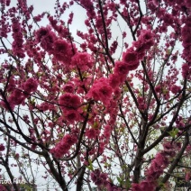 青叶碧桃观赏花绿化苗
